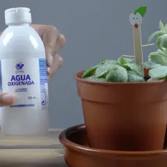Botella de agua oxigenada para limpieza de plantas. Una mano señala la etiqueta mientras una suculenta en maceta tiene gotas de agua.