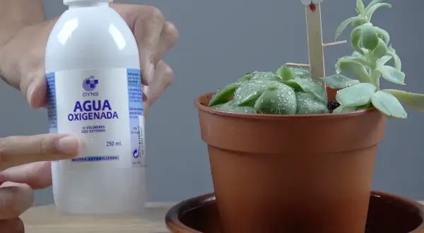 Botella de agua oxigenada para limpieza de plantas. Una mano señala la etiqueta mientras una suculenta en maceta tiene gotas de agua.