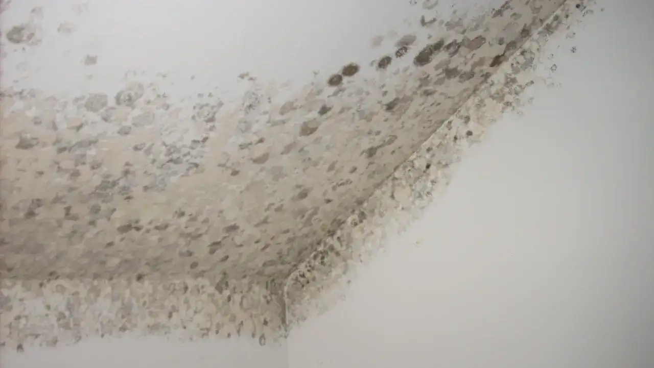 Manchas de moho gris&aacute;ceo y blanquecino cubren la esquina de una pared y el techo. Un problema com&uacute;n que nos hace pensar en como evitar el moho en las paredes.