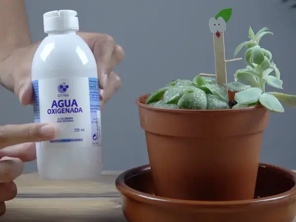 Botella de agua oxigenada para limpieza de plantas. Una mano señala la etiqueta mientras una suculenta en maceta tiene gotas de agua.